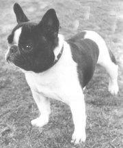 Franse Bulldog Franse Bulldog