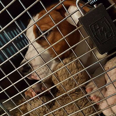 Reizen met de hond