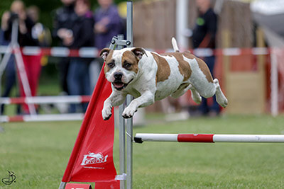 Flyball Flyball
