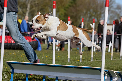 Flyball Flyball