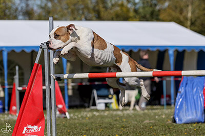 Flyball Flyball