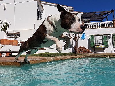 Dock diving Dock diving