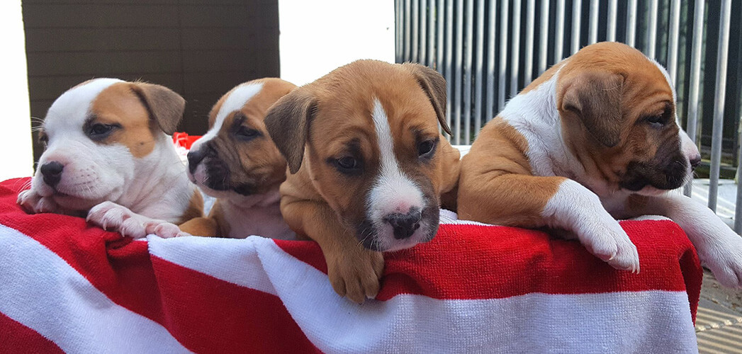 Vier puppy's op een rij Vier puppy's op een rij