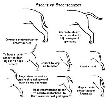 Rasinformatie Staart Rasinformatie Staart