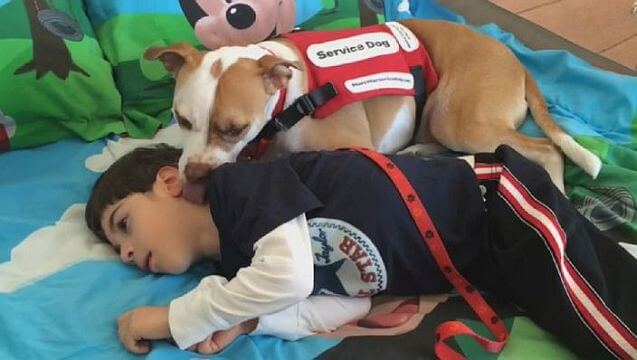 Therapiehond Therapiehond