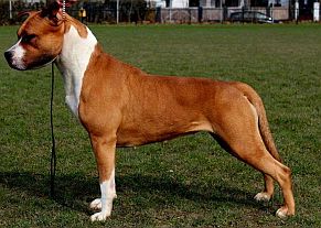 Old Hickory Miss Faith Old Hickory Miss Faith
